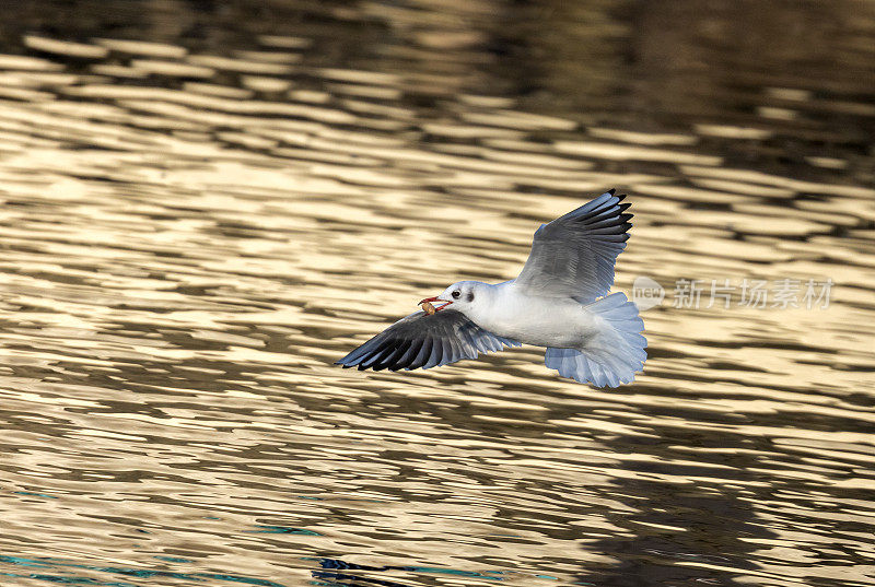 黑头飞鸥(Chroicocephalus ridibundus)